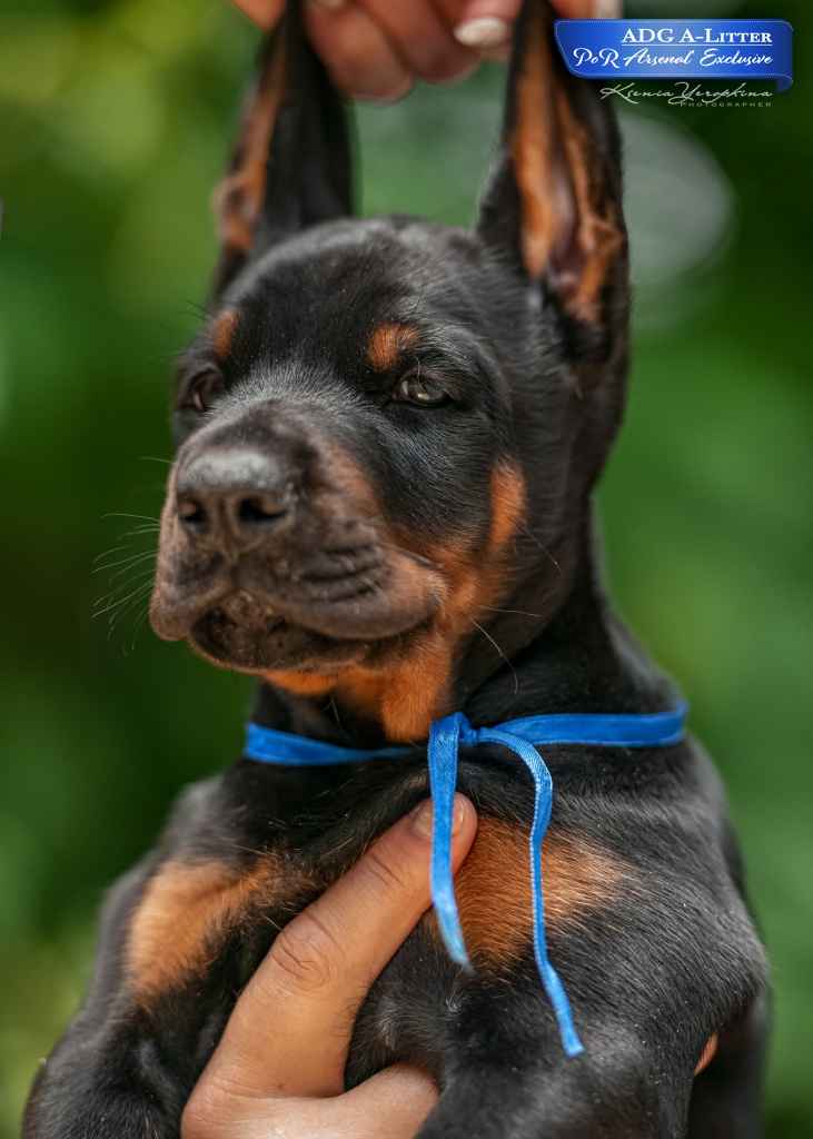 Синяя лента (мальчик) – Все о породе собак Доберман